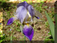 Iris versicolore